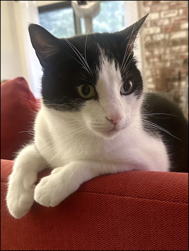 Black & white cat on back of red couch